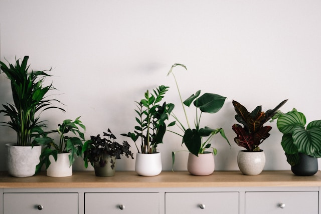 An assortment of potted indoor plants