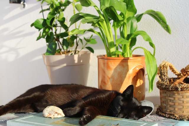 A black cat napping on a table, beside pots of plants