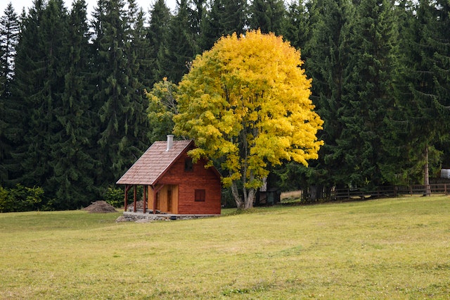 Tiny brown house under a tree on a green field