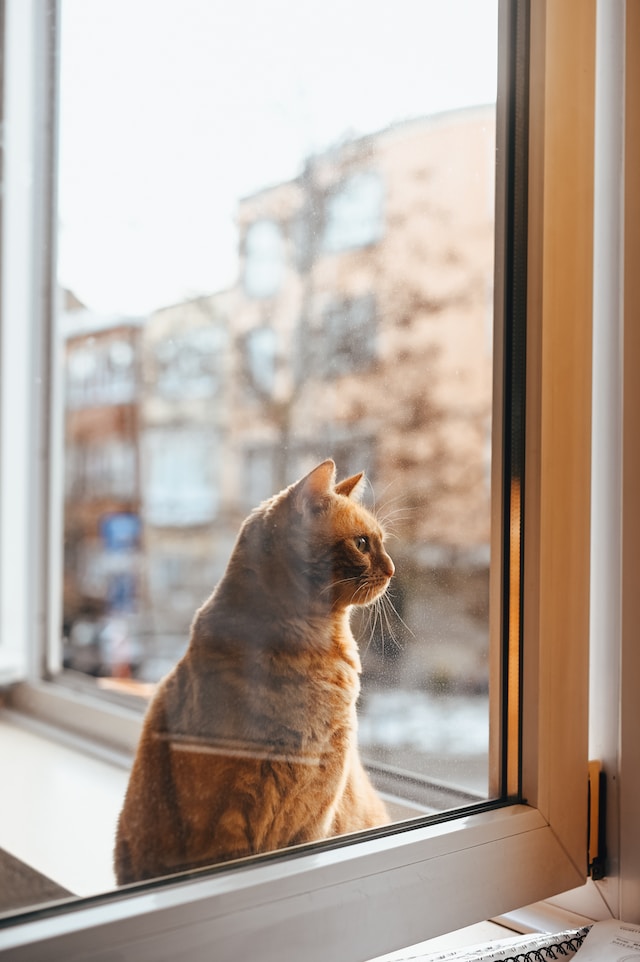 Cat looks out from a glass window