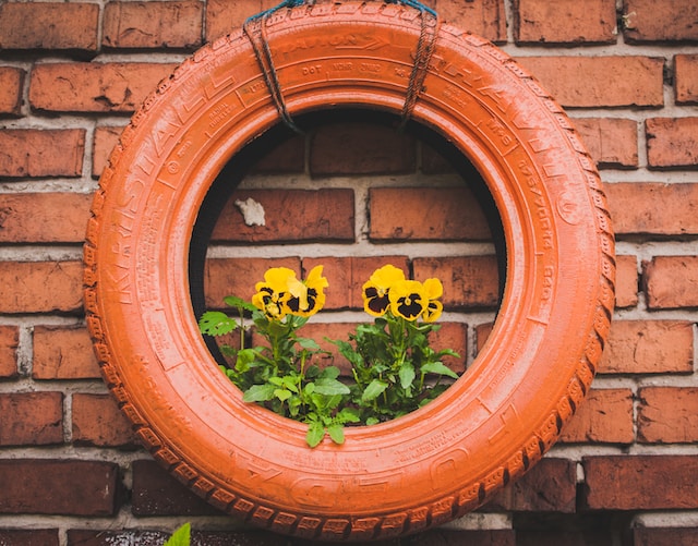 An old tire repurposed as a planter