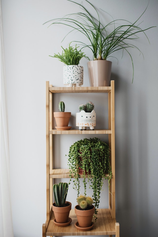 Assorted potted plants on a wooden shelf
