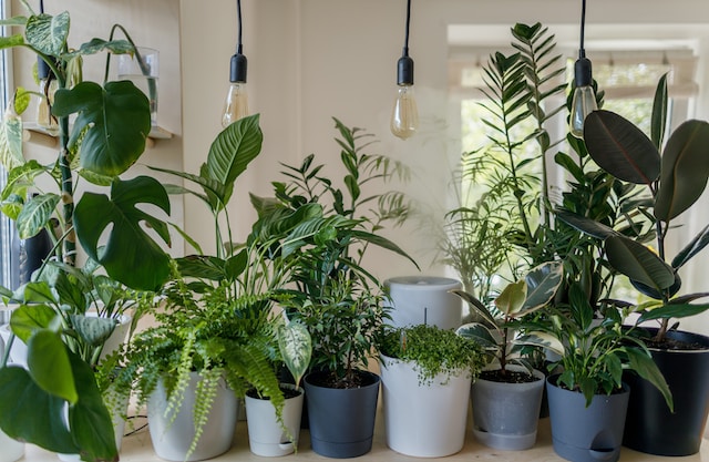 Assorted potted plants indoors