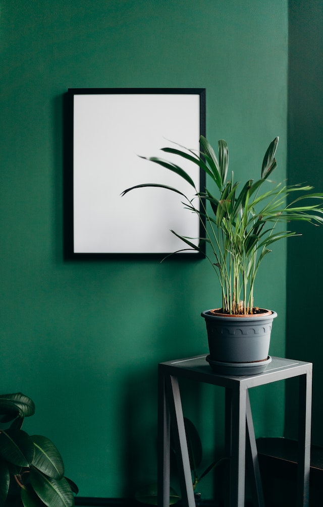 Grey coffee table with a potted plant right next to a green wall